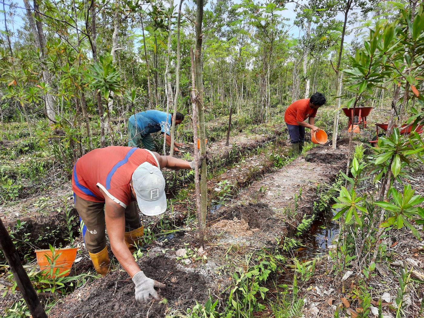 Agroforestry in Central Kalimantan